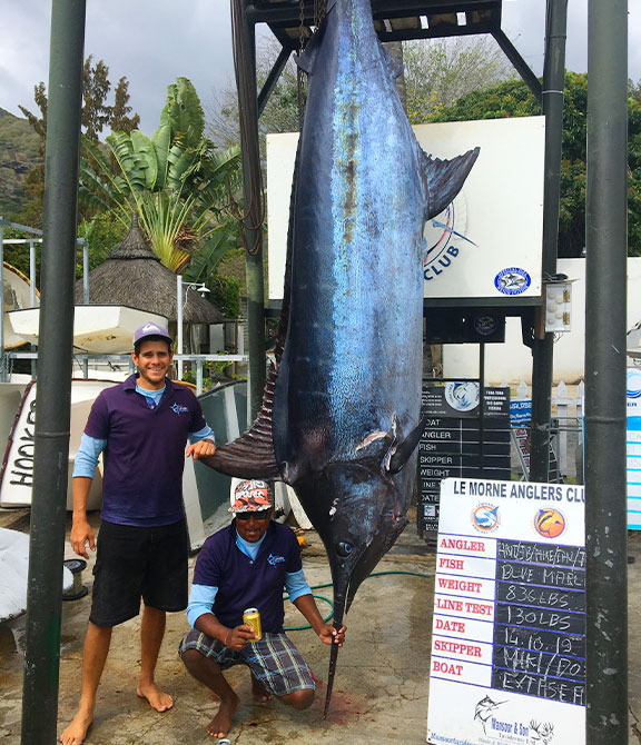 big game fishing - blue marlin