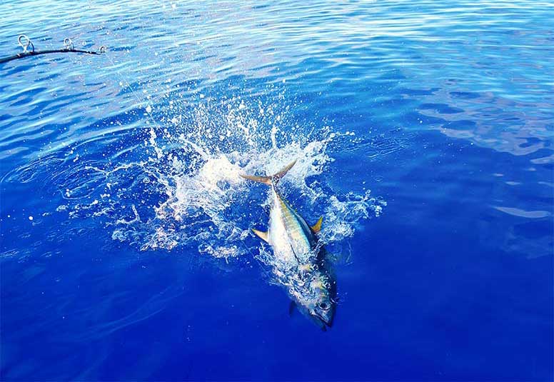 Excursions-Tuna-Fishing-image-2